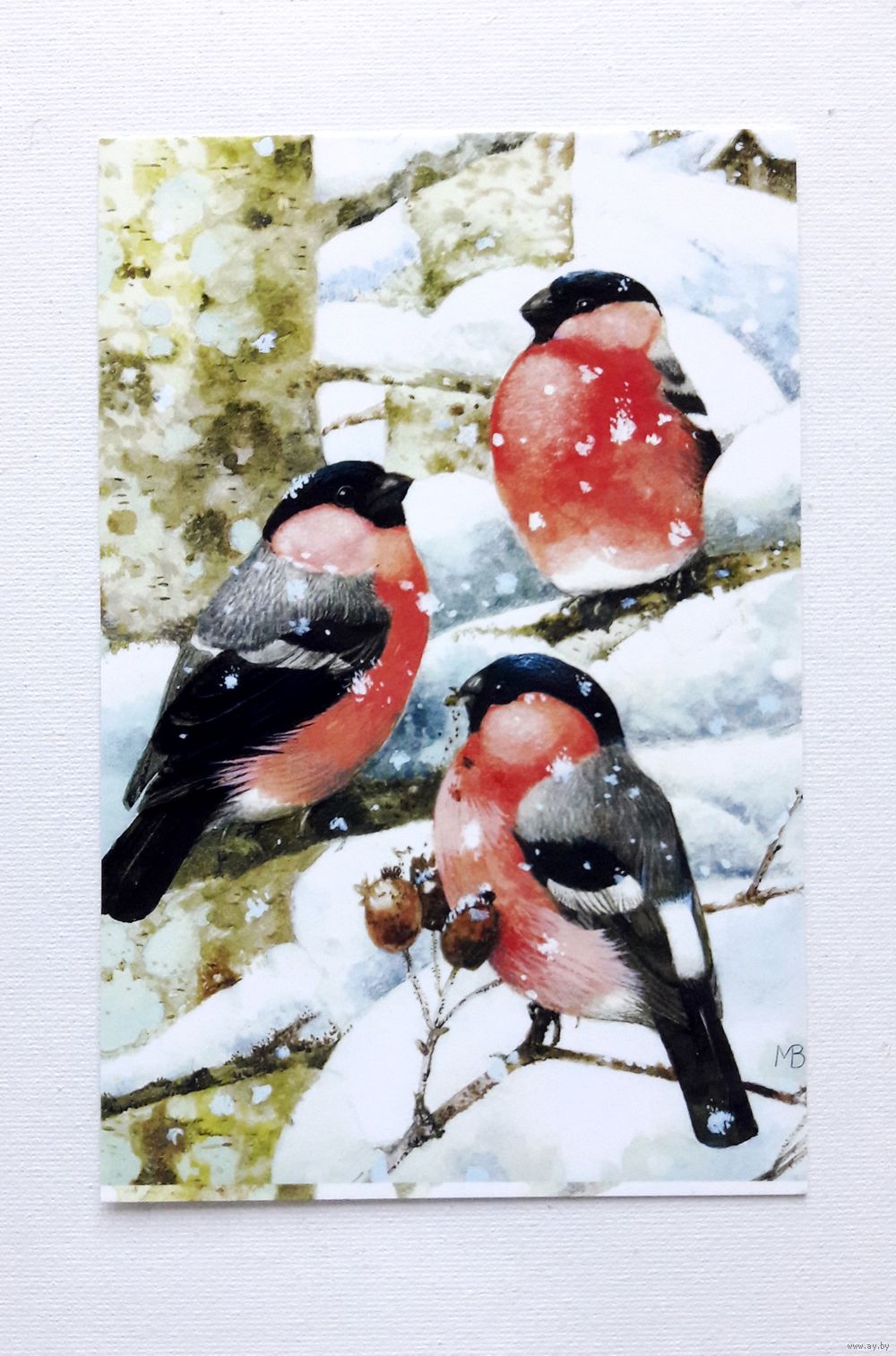 Стоковые фотографии по запросу Птицы на снегу